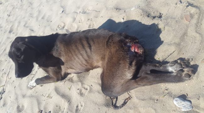 Köpeğe av tüfeğiyle ateş edilmiş