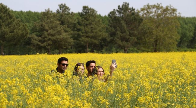Objektifler kanola sarısına boyandı