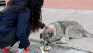 Sokak hayvanlarına kermes