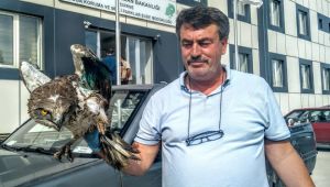 Yaralı kızıl şahin tedaviye alındı