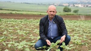 Ayçiçeğine ikinci hastalık darbesi