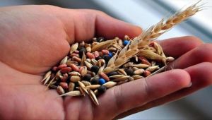 Cumhurbaşkanlığı’na tohum çağrısı