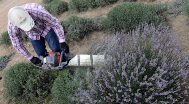 Fotoğraflar çekildi şimdi hasat vakti