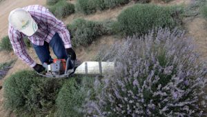 Fotoğraflar çekildi şimdi hasat vakti