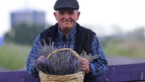 Lavanta günleri başladı