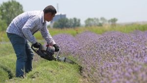 “Lavantanın yağı da kıymetli”