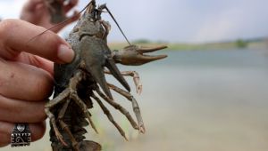 Su ürünleri üretimi artacak