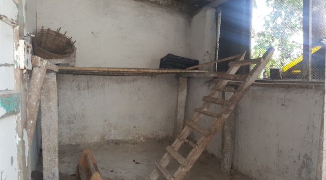 Tilki köyde tavuk bırakmadı