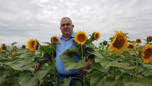 Ayçiçeğine ilaç  gibi yağmur