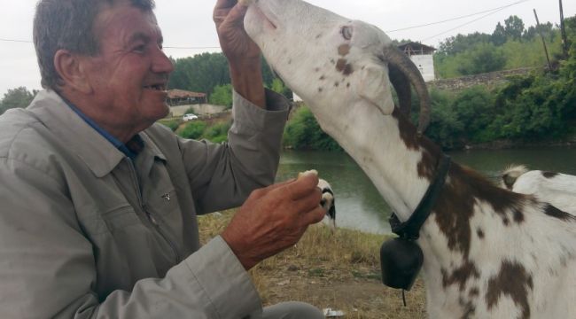 Balıkçı ile keçinin dostluğu
