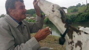 Balıkçı ile keçinin dostluğu