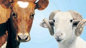 Canlı hayvan nakliyecisi ve satıcılarının dikkatine