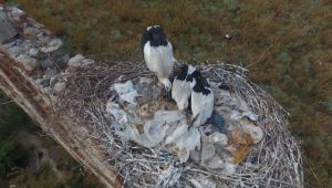 Leylek yavruları uçuşa hazırlanıyor