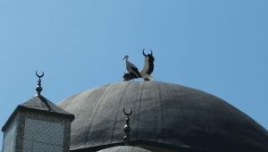 Leylekler özgürlüğüne kavuştu