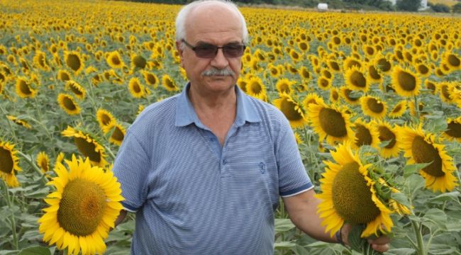 “Yağmur ayçiçeğine yaradı”