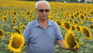 “Yağmur ayçiçeğine yaradı”