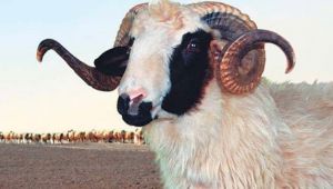 Bayramınız mübarek olsun