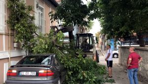 Ceviz ağacı otomobilin üzerine devrildi