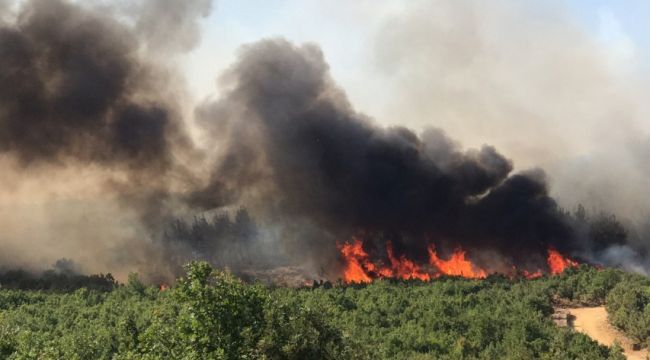 Edirne'de orman yangını