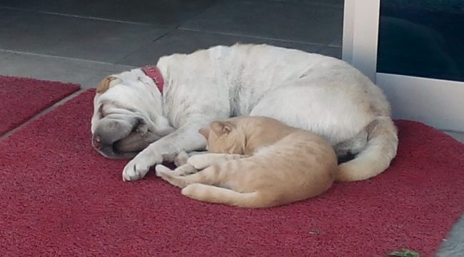 İnsanlara dostluk örneği