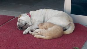 İnsanlara dostluk örneği