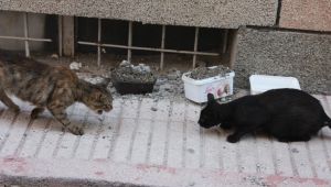 Mama kaplarına beton döktüler