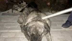 Sokak köpeğini itfaiye kurtardı