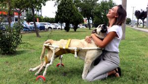 Yürüyemeyen köpeğe plastik borularla yürüteç yaptı