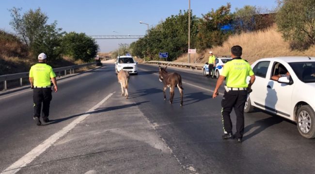 Çevre yoluna giren eşekler trafiği karıştırdı