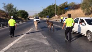 Çevre yoluna giren eşekler trafiği karıştırdı