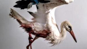 Elektrik akımına kapılan leylek tedavi edildi