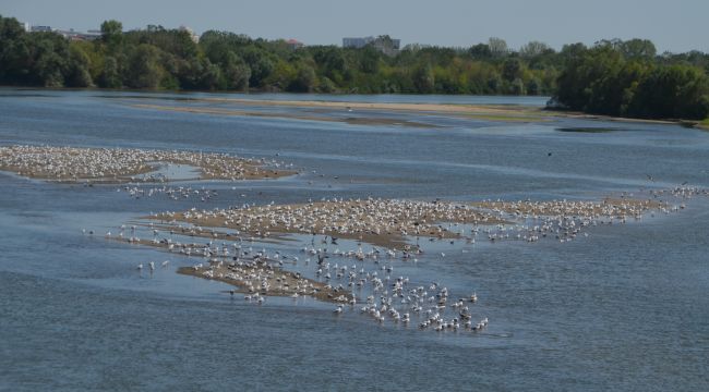 Karga plajı değil martı adası