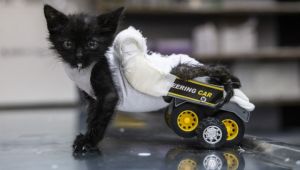 Negro’ya oyuncak kamyondan yürüteç