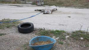 Telef olmuş atı belediye ekipleri kaldırdı