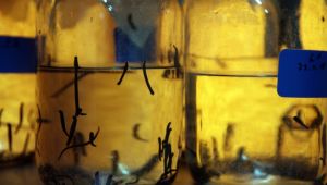 Tıbbi sülük talebine yetişemiyorlar