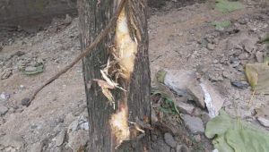 Ağaçlara zarar gördü