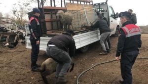 Çaldıkları koyunları oto yıkamacıda kesmişler
