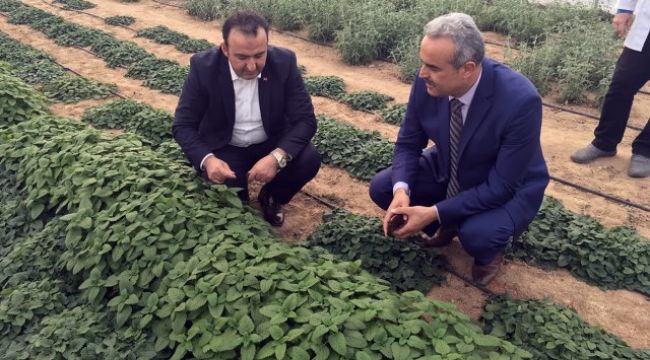 Cezaevinde tıbbi bitki yetiştirilecek