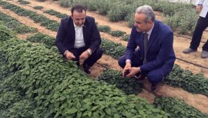 Cezaevinde tıbbi bitki yetiştirilecek