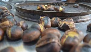 Çin kestanesine dikkat