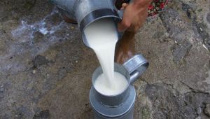 ‘Sokak sütü daha sağlıklı’