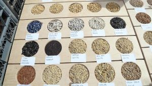 Yerli buğdayımız toprakla buluşuyor