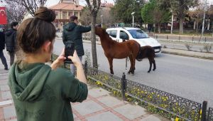Atlar telefon kameralarına takıldı