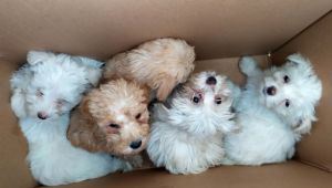 Köpek yavruları kutu içine bırakılmış