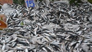 3 kilo balık 1 kilo et