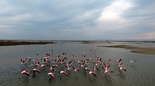 Flamingolar kışı Gala’da geçirecek