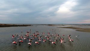 Flamingolar kışı Gala’da geçirecek