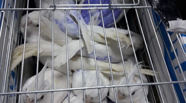Kaçak köpek yavrusu ve papağanlara el konuldu