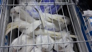 Kaçak köpek yavrusu ve papağanlara el konuldu
