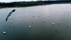 Pelikanlardan görsel shov